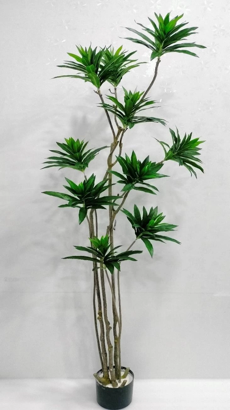 Song Of India Plant x11 Without Base 200cm